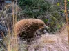 Lot 1 Mayberry Road, Mayberry, Tas 7304-Image