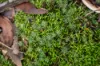 Lot 1 Mayberry Road, Mayberry, Tas 7304-Image