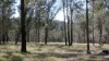 Lot 1 Mud Flat Road, Drake, NSW 2469-Image