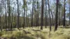 Lot 1 Mud Flat Road, Drake, NSW 2469-Image