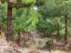 Lot 1 Pitts Road, Moogara, Tas 7140-Image