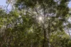 Lot 1 Post Office Road, Ravensbourne QLD 4352-Image