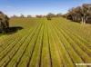 Lot 1 Wynns Road, Flaxman Valley, SA 5235-Image