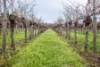 Lot  10 V&A Lane Penola, Coonawarra, SA 5263-Image