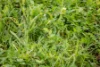 Lot  10 V&A Lane Penola, Coonawarra, SA 5263-Image