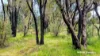 Lot 101 Chitna Road, Neergabby, WA 6503-Image
