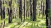 Lot 101 Chitna Road, Neergabby, WA 6503-Image