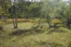 Lot 105 97 Long Gully Road, Drake, NSW 2469-Image