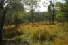 Lot 105 97 Long Gully Road, Drake, NSW 2469-Image