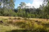 Lot 105 97 Long Gully Road, Drake, NSW 2469-Image
