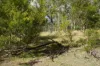 Lot 105 97 Long Gully Road, Drake, NSW 2469-Image