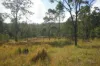 Lot 105 97 Long Gully Road, Drake, NSW 2469-Image