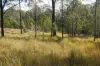 Lot 105 97 Long Gully Road, Drake, NSW 2469-Image