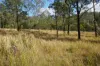 Lot 105 97 Long Gully Road, Drake, NSW 2469-Image
