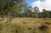 Lot 105 97 Long Gully Road, Drake, NSW 2469-Image