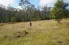 Lot 105 97 Long Gully Road, Drake, NSW 2469-Image