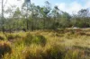 Lot 105 97 Long Gully Road, Drake, NSW 2469-Image