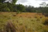 Lot 105 97 Long Gully Road, Drake, NSW 2469-Image