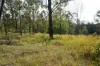 Lot 105 97 Long Gully Road, Drake, NSW 2469-Image