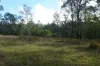 Lot 105 97 Long Gully Road, Drake, NSW 2469-Image