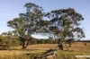 Lot 128 Keyneton Road, Keyneton, SA 5353-Image