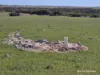 Lot 13 Port Gregory Road, Yallabatharra, WA 6535-Image