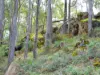 Lot 140 Vasse Highway, Nannup, WA 6275-Image