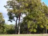 Lot 140 Vasse Highway, Nannup, WA 6275-Image