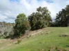 Lot 140 Vasse Highway, Nannup, WA 6275-Image