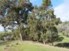 Lot 140 Vasse Highway, Nannup, WA 6275-Image