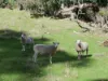 Lot 140 Vasse Highway, Nannup, WA 6275-Image