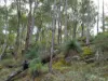Lot 140 Vasse Highway, Nannup, WA 6275-Image