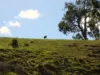 Lot 140 Vasse Highway, Nannup, WA 6275-Image