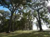 Lot 140 Vasse Highway, Nannup, WA 6275-Image