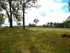 Lot 140 Vasse Highway, Nannup, WA 6275-Image