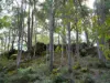 Lot 140 Vasse Highway, Nannup, WA 6275-Image