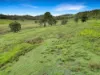Lot 146 Nolans Road, Mummulgum NSW 2469-Image