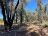 Lot 16/2111 Carlisle Road, Fifield NSW 2875-Image