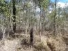 Lot 16 Tableland Road, Mount Maria, Qld 4674-Image