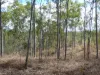 Lot 16 Tableland Road, Mount Maria, Qld 4674-Image