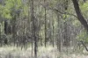 Lot 170 Rocky Crescent, Weranga, Qld 4405-Image
