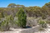 Lot 2 Ferries McDonald Road, Monarto South, SA 5254-Image