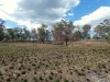 Lot 2 Leabons Road, Waterloo, Qld 4673-Image