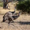 lot 2 Mitre Road, Nurcoung, Vic 3401-Image