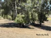 Lot 20 Susan Crescent, Proston, Qld 4613-Image