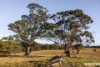 Lot 201 Keyneton Road, Keyneton, SA 5353-Image
