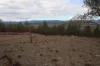 Lot 25 Bruxner Way, Mingoola, NSW 4380-Image