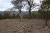 Lot 25 Bruxner Way, Mingoola, NSW 4380-Image