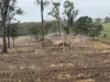 Lot 258, Thies Road, Brooklands, Qld 4615-Image