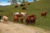 Lot 28 Waterfall Creek Road, Maroon, Qld 4310-Image